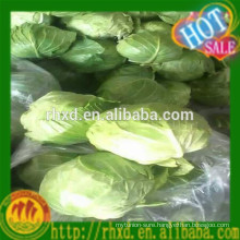 2015 Chinese new crop round cabbage/Lettuce/Iceberg